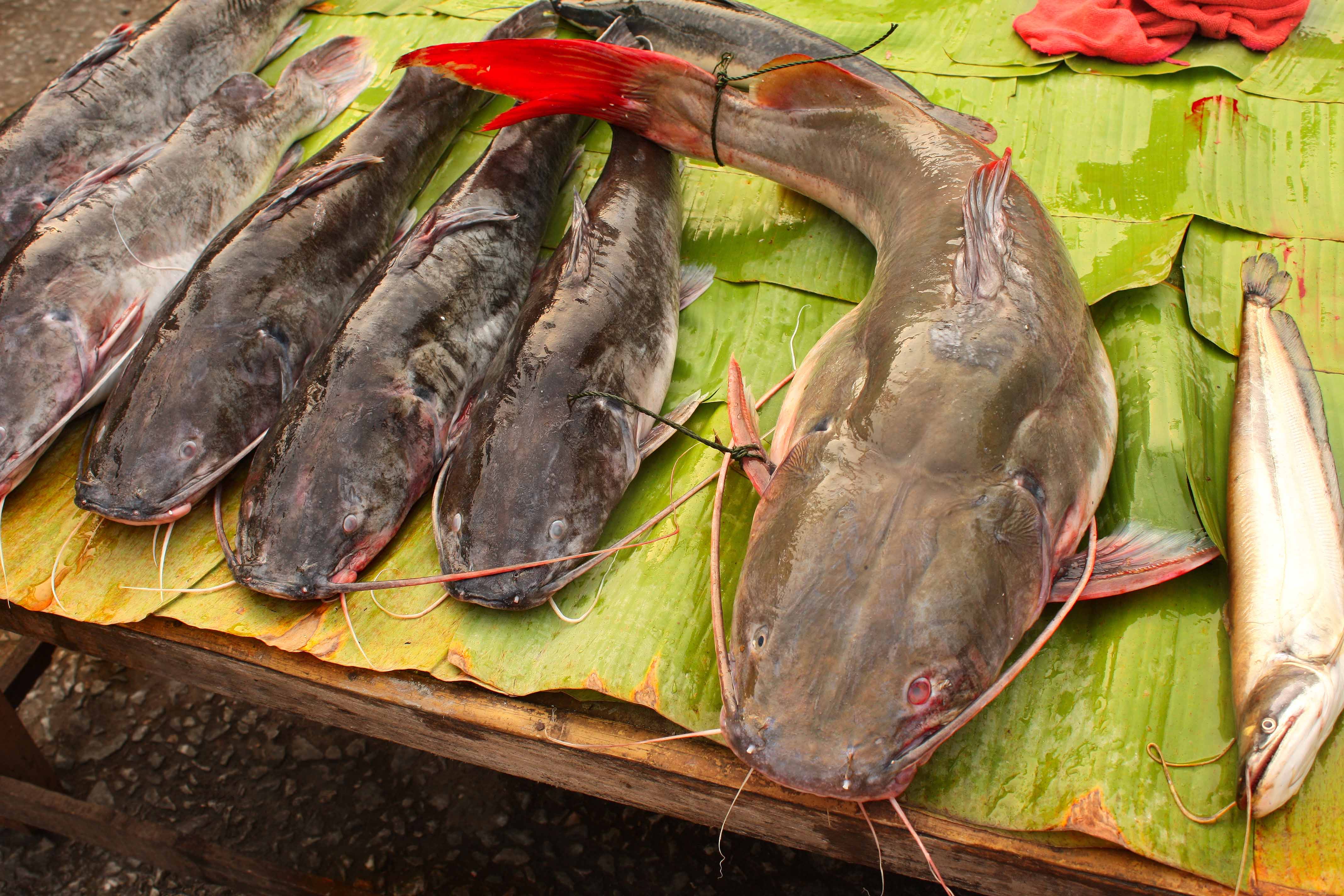 Tackling food loss in the Mekong catfish value chain ACIAR